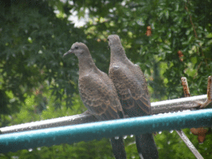 hato.gif