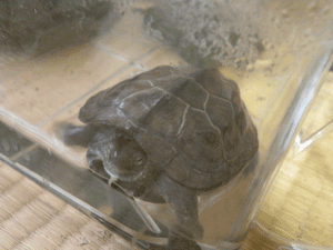 topi090425.gif