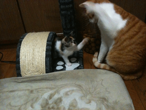 topic100520.gif